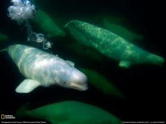 Tapeta National Geographic 531.jpg